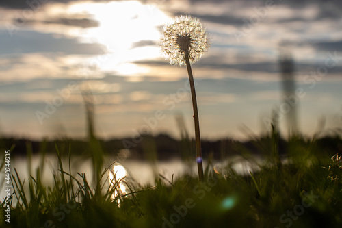 Dandelion at orange sunset. Fluffy dandelion against sunset front sun close up  blurred background. Ikebana of dried Dandelion flowers