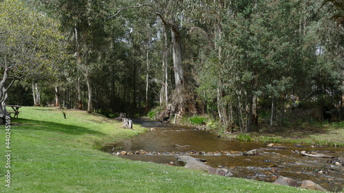 river in the forest