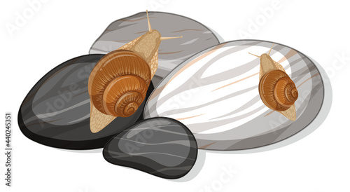 Top view of a snail on stones leaf isolated