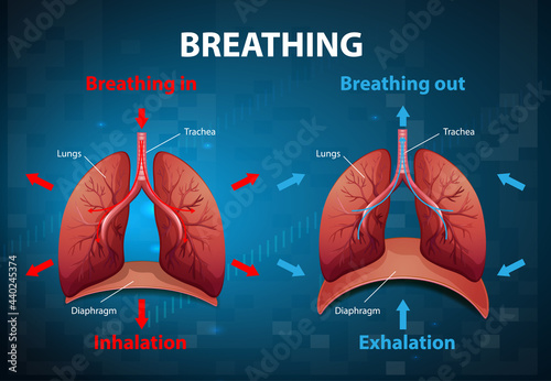 The process of breathing explained