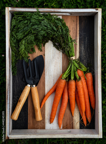 bunch of fresh carrots and garden tools, vintage wooden texture background.