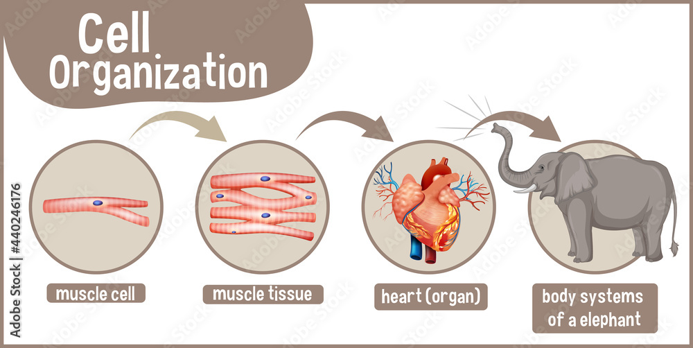 Diagram showing cell organization in a elephant