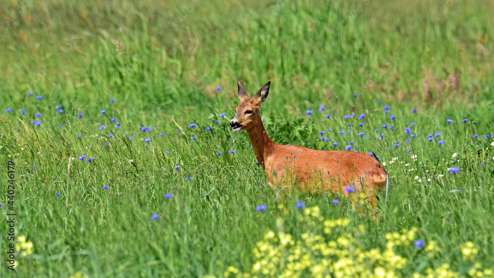 Obraz premium dzika natura, sarna