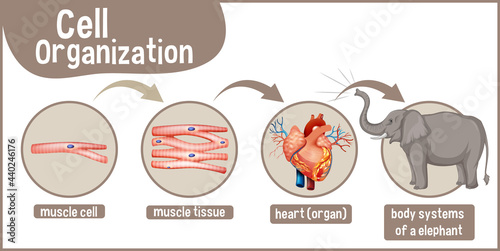 Diagram showing cell organization in a elephant