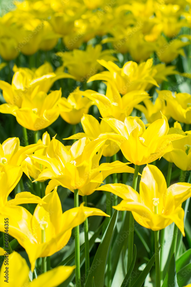 Fototapeta premium Field of yellow narcissuses in the sunlight. Many yellow flowers in the spring