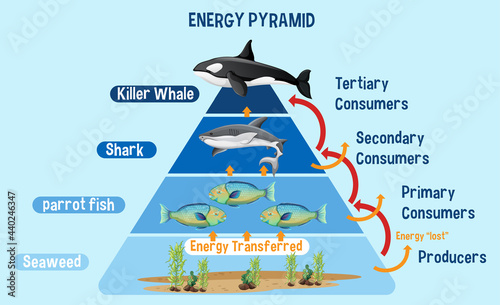 Diagram showing Arctic energy pyramid for education
