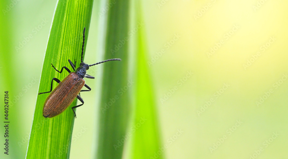 brown beetle on green grass macrophotography brown beetle on green grass macrophotography