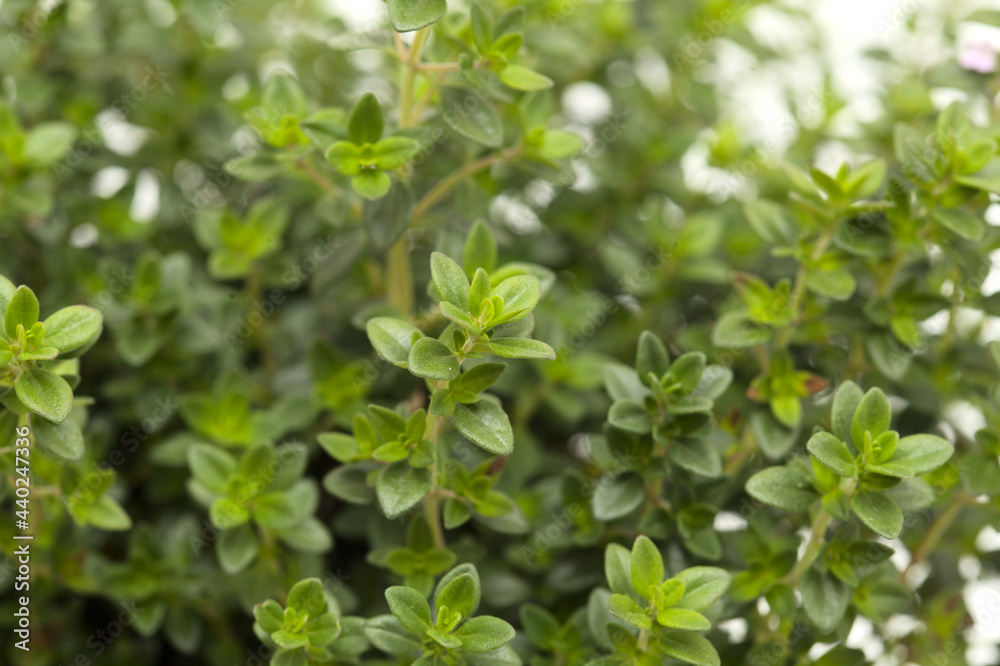 Thymus citriodorus AKA lemon thyme, isolated on white background Thymus citriodorus AKA lemon thyme, isolated on white background