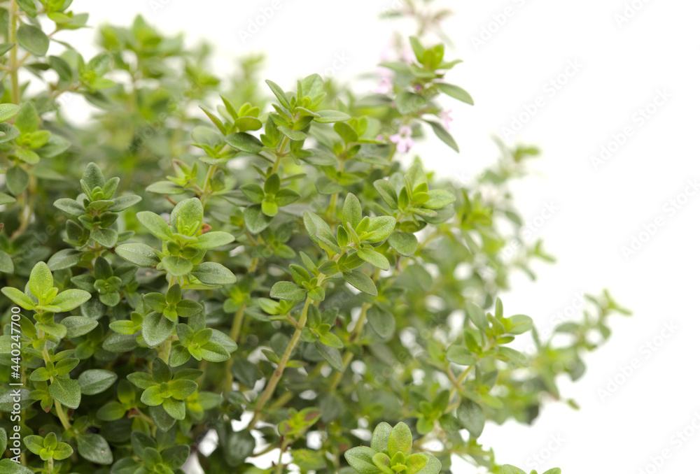 Thymus citriodorus AKA lemon thyme, isolated on white background Thymus citriodorus AKA lemon thyme, isolated on white background