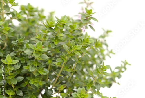 Thymus citriodorus AKA lemon thyme, isolated on white background