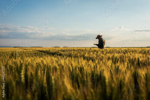 Senior farmer standing in wheat field examining crop at sunset.