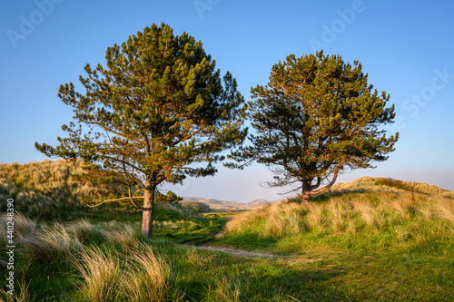 Two Pine Trees in Bamburgh Sand Dunes  on Northumberland s coastline AONB  as a sea fret approaches from the sea