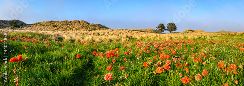 Panorama of Oriental Poppies in Bamburgh Sand Dunes, on Northumberland's coastline AONB, as a sea fret approaches from the sea photo