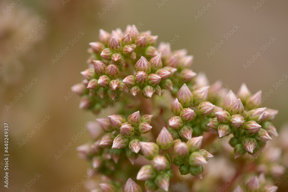 Flora of Gran Canaria - Aeonium percarneum, succulent plant endemic to the island, natural macro floral background
Flora of Gran Canaria - Aeonium percarneum, succulent plant endemic to the island, natural macro floral background