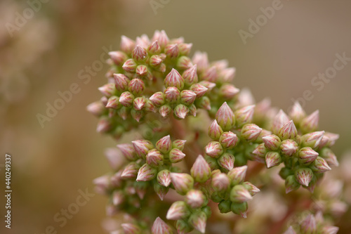 Flora of Gran Canaria - Aeonium percarneum, succulent plant endemic to the island, natural macro floral background 