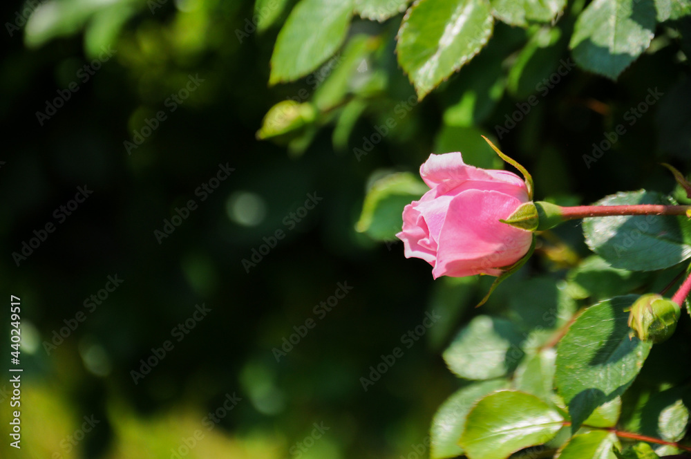 Green bush of pink roses on a sunny day with copy space