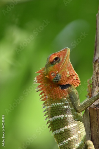 lizard on a tree