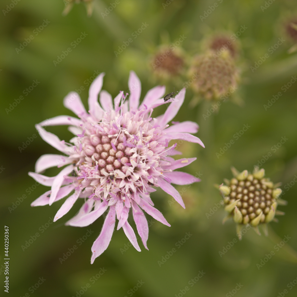 Flora of Gran Canaria - Pterocephalus dumetorus, mountain scabious endemic to the central Canary Islands, natural macro floral background
Flora of Gran Canaria - Pterocephalus dumetorus, mountain scabious endemic to the central Canary Islands, natural macro floral background