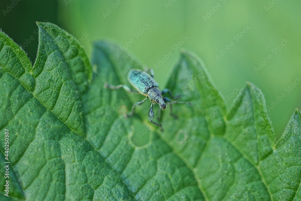 one small green beetle weevil sits on a leaf of a nettle plant in nature one small green beetle weevil sits on a leaf of a nettle plant in nature