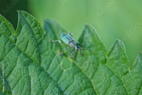 one small green beetle weevil sits on a leaf of a nettle plant in nature