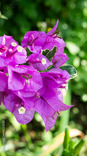 Foto Bunch of paper flowers or Bougainvillaea blooming on a tree with a bokeh backgro