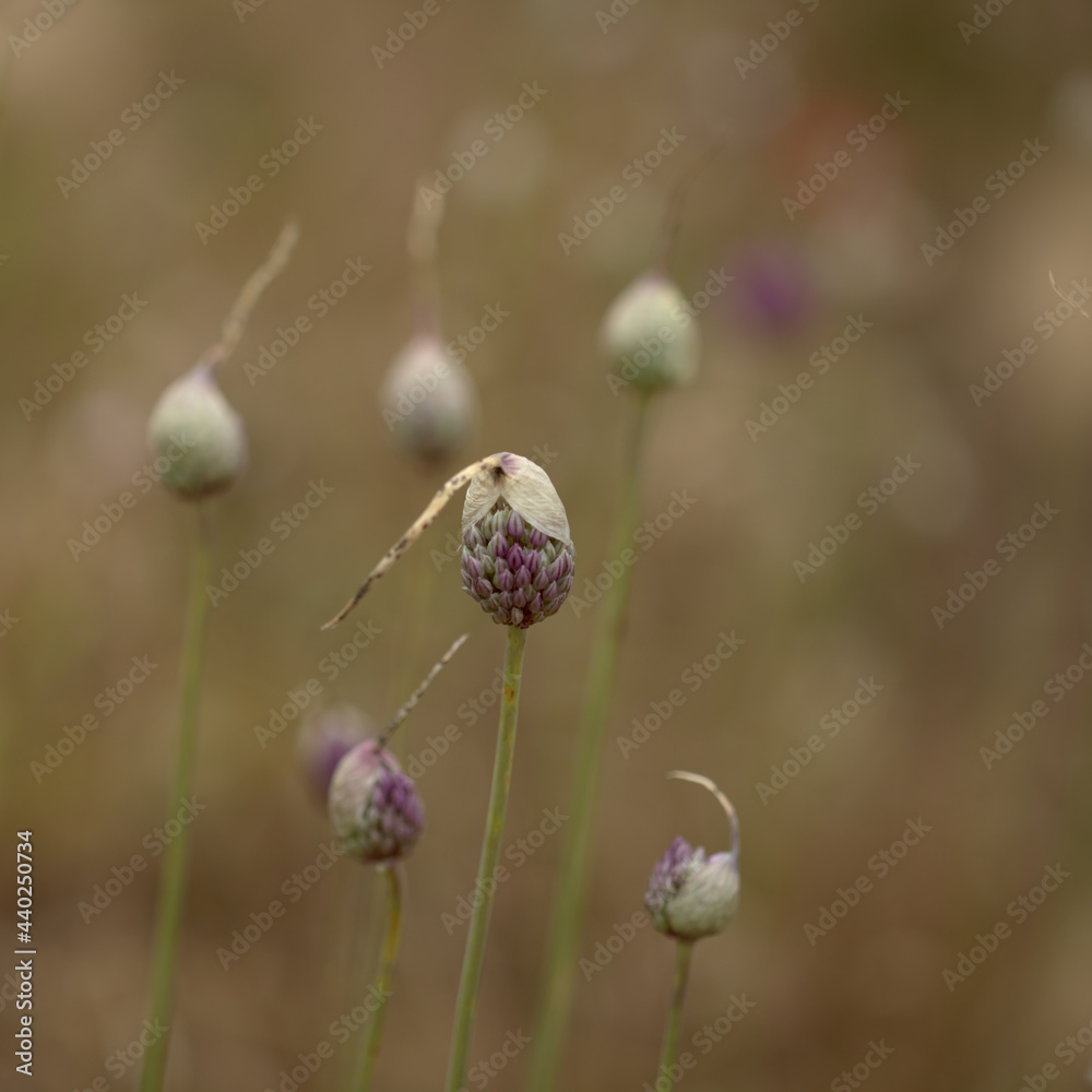 Flora of Gran Canaria - Allium ampeloprasum, wild leek natural macro floral background
Flora of Gran Canaria - Allium ampeloprasum, wild leek natural macro floral background
