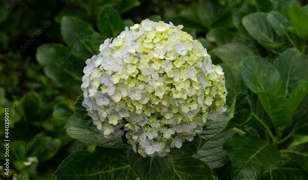 Hydrangea Serrata flowers are beautiful yellowish green on a foliage background Hydrangea Serrata flowers are beautiful yellowish green on a foliage background