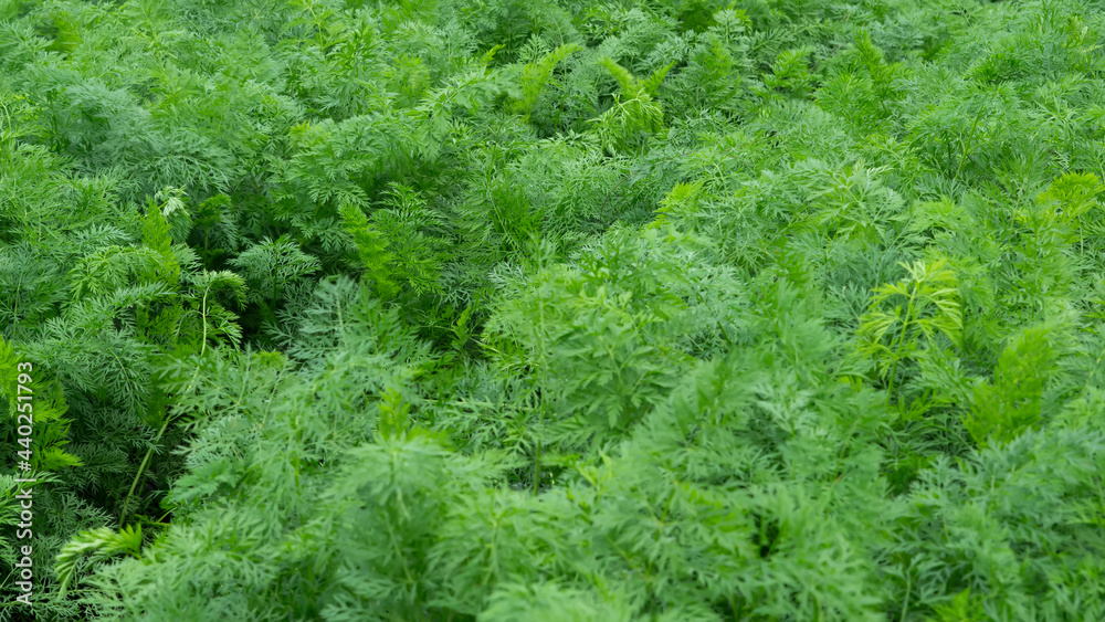 The light green leaves of carrots growing in a vegetable garden in the hills