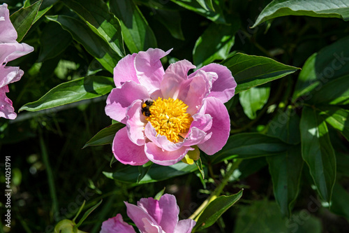 flowers en garden