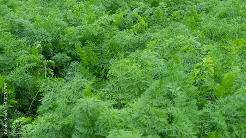 The light green leaves of carrots growing in a vegetable garden in the hills