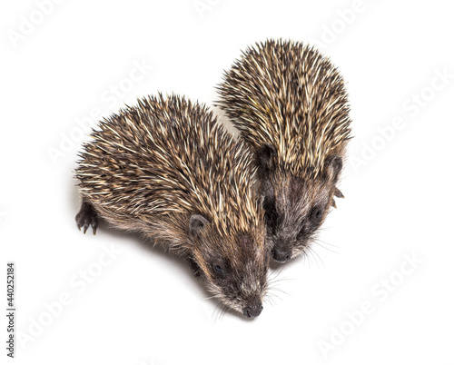 Two baby European hedgehog playing together
