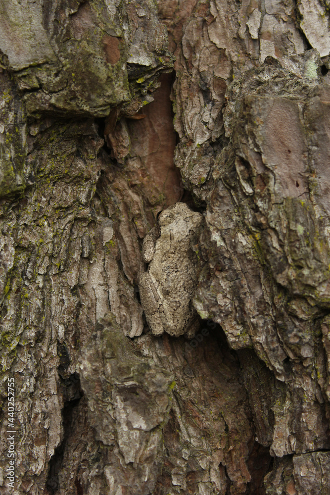 Gray Tree Frog Hyla chrysoscelis on pine tree in Eastern Texas Camoflauged Gray Tree Frog Hyla chrysoscelis on pine tree in Eastern Texas Camoflauged