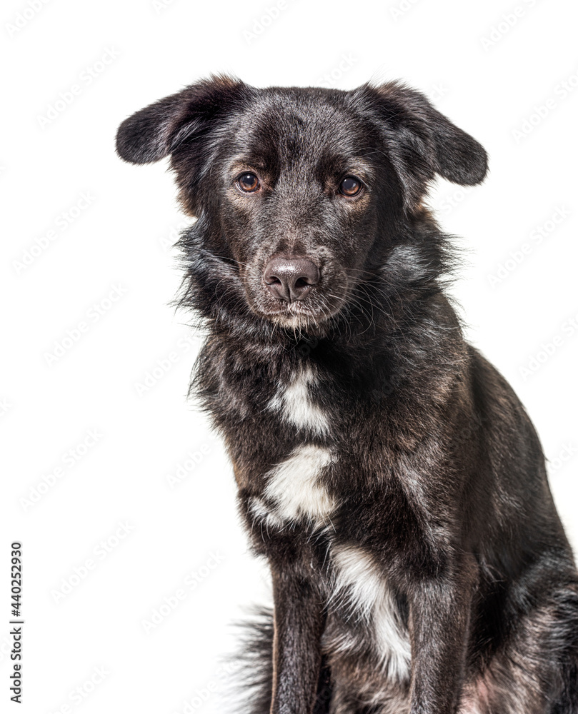 Head shot of Crossbreed dog, black and white, isolated
