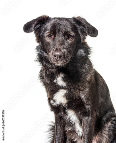 Head shot of Crossbreed dog, black and white, isolated © Eric Isselée