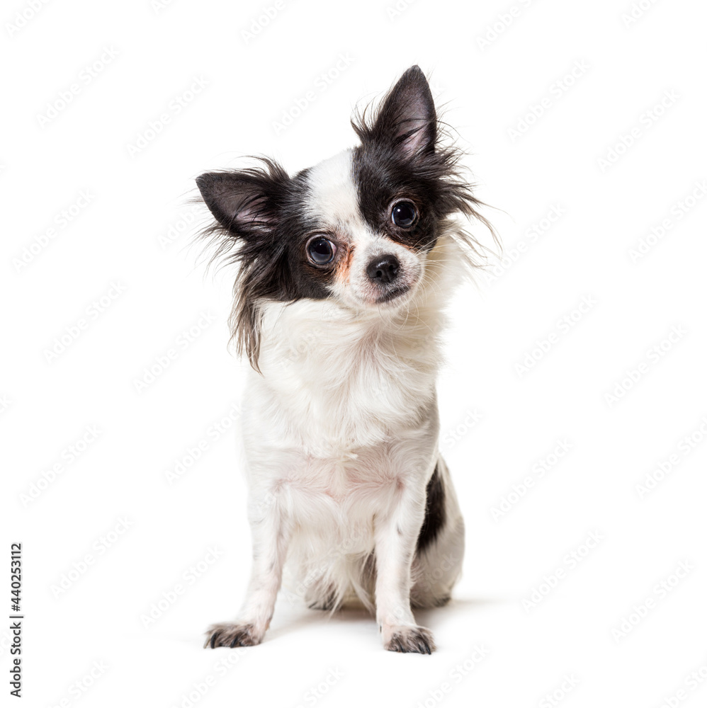 Sitting black and white Chihuahua dog