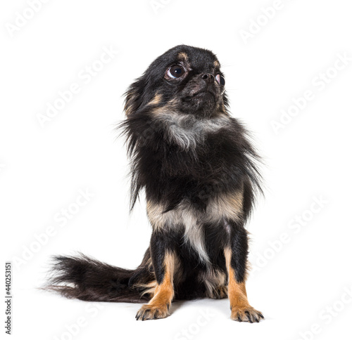 Black Worried sitting Chihuahua looking up, isolated