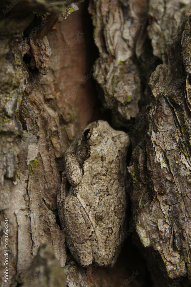 Obraz premium Gray Tree Frog Hyla chrysoscelis on pine tree in Eastern Texas Camoflauged