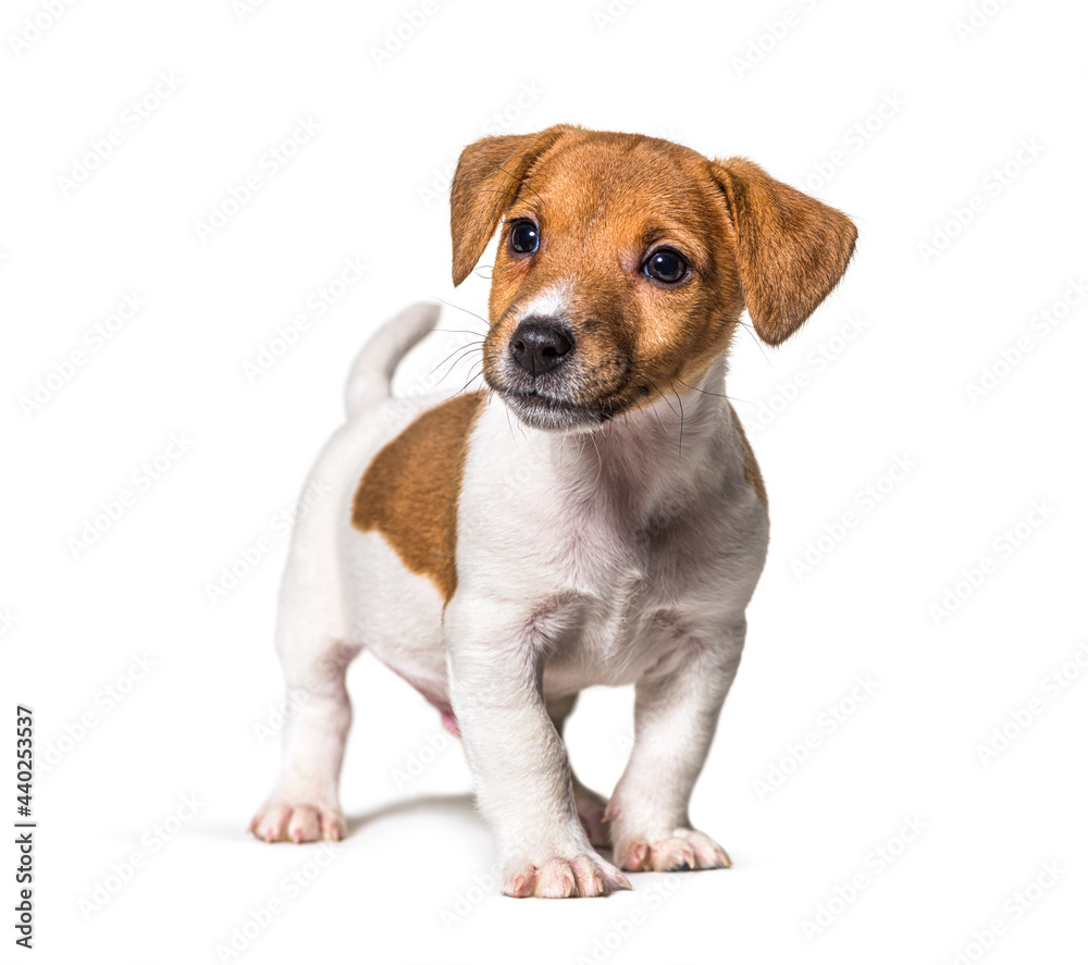 Puppy Jack russel terrier dog, two months old, looking away, isolated on white