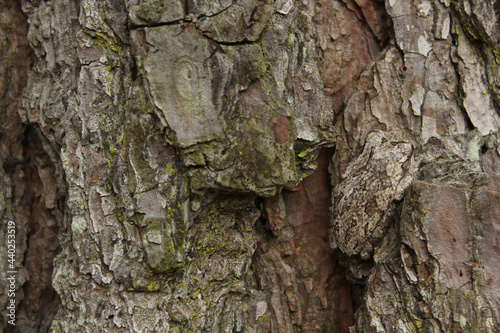 Gray Tree Frog Hyla chrysoscelis on pine tree in Eastern Texas Camoflauged photo