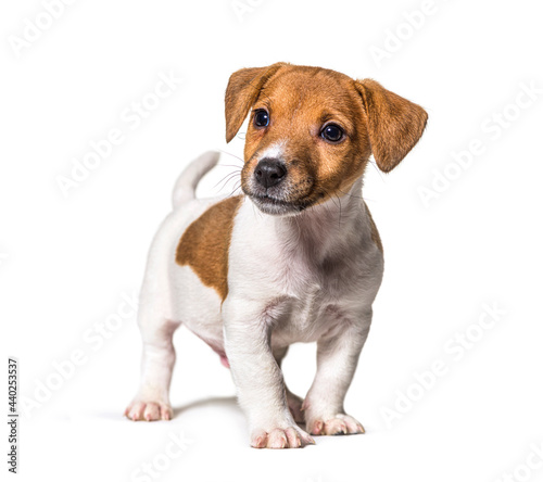 Puppy Jack russel terrier dog, two months old, looking away, isolated on white © Eric Isselée