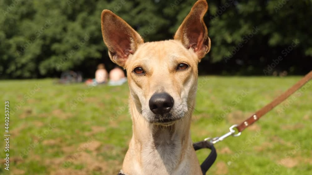 Curious, skinny dog looking into camera. Close up. Curious, skinny dog looking into camera. Close up.