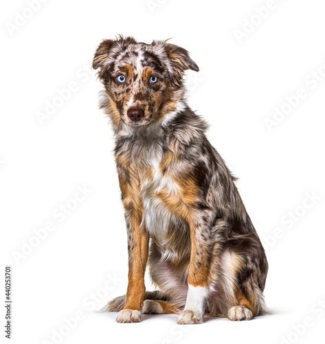 Puppy Miniatur americain shepherd red merle sitting, six months old, isolated