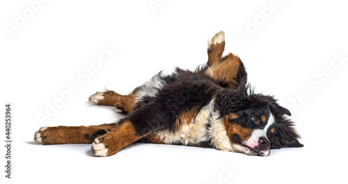 Crazy bernese monutain dog lying on its back, isolated photo