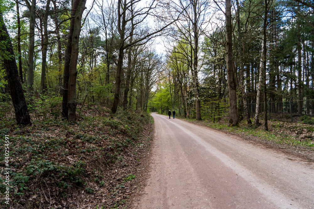 Road through forest