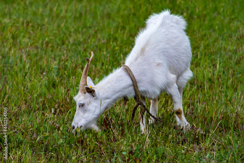 White goat grazes on green lawn. Outdoors, day light front view.