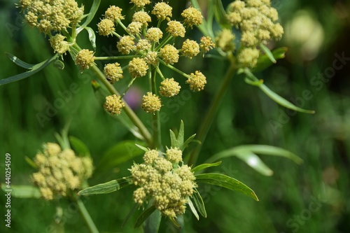 Lovage in bloom ,visticum officinale, commonly called lovage plant in the garden, leaves and flower, Aromatic plant and medicinal plant .
