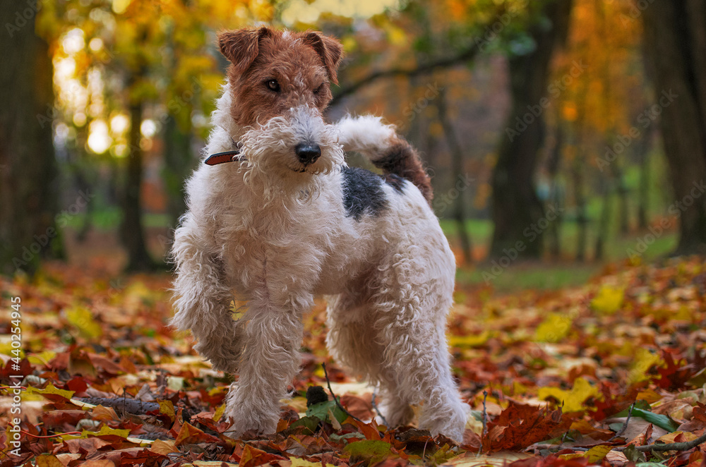 Wire Fox Terrier hunting dog. Puppy pet - obrazy, fototapety, plakaty 