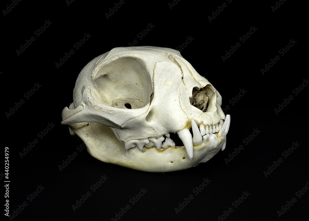 Naklejka premium Isolated skull of a feline, a domestic cat, totally fleshless on a black background