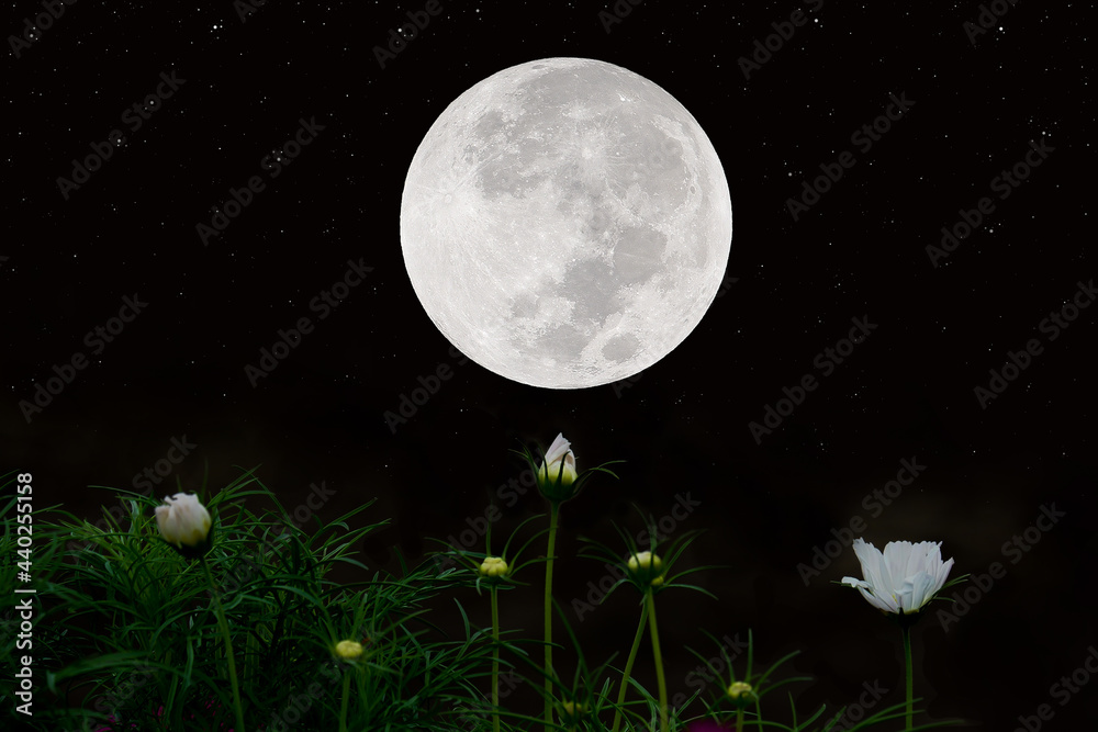 Fototapeta premium Full moon on sky with cosmos flowers silhouette at night.