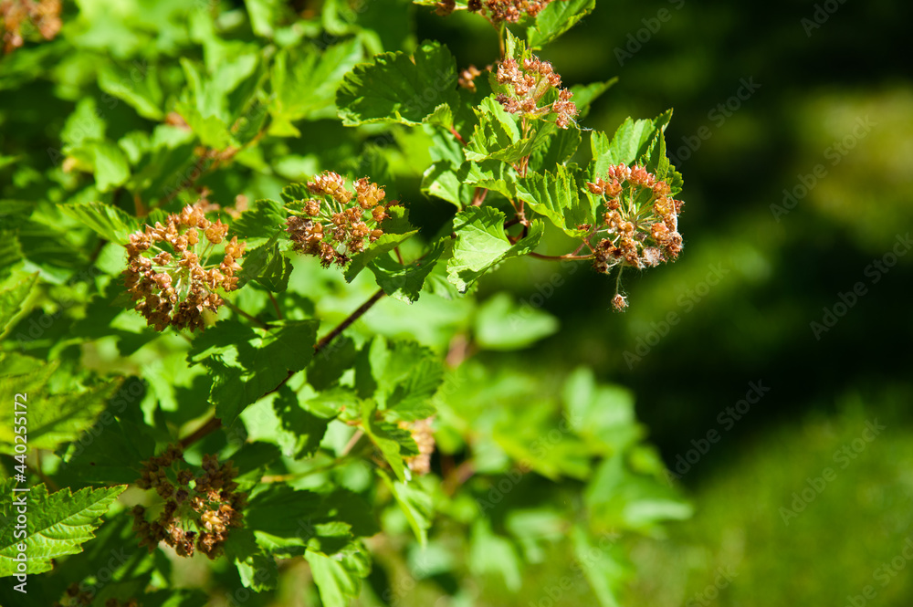 juicy greens with buds background